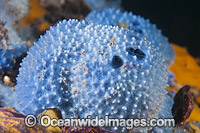 Sea Sponge at Edithburgh Jetty Photo - Gary Bell