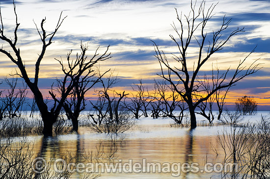 Lake Menindee at dawn sunrise photo Lake Menindee at dawn sunrise photo