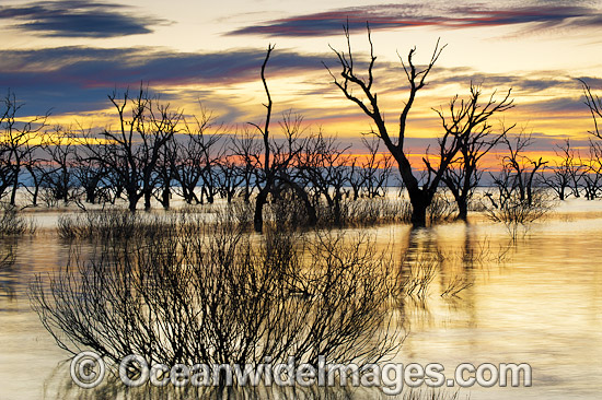 Lake Menindee at dawn sunrise photo