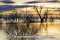 Lake Menindee at dawn sunrise Photo - Gary Bell