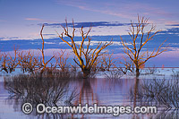 Lake Menindee at dawn sunrise Photo - Gary Bell
