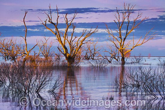 Lake Menindee at dawn sunrise photo Lake Menindee at dawn sunrise photo