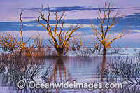 Lake Menindee at dawn sunrise Photo - Gary Bell