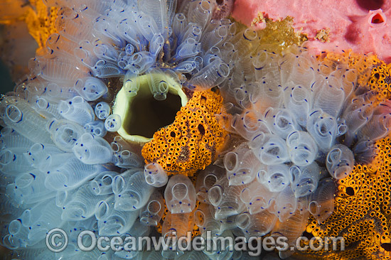 Tunicates on Jetty pylon photo
