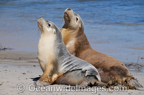 Australian Sea Lion resting on beach photo Australian Sea Lion resting on beach photo