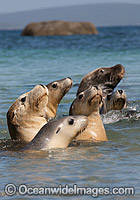 Australian Sea Lion bull in shallows Photo - Gary Bell