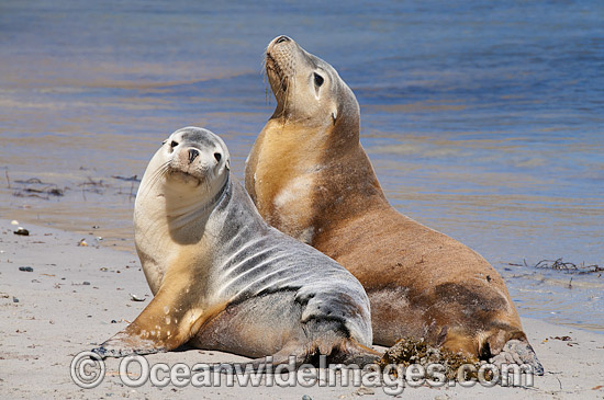 Australian Sea Lion bull with female photo Australian Sea Lion bull with female photo
