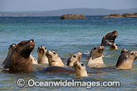 Australian Sea Lion bull in shallows Photo - Gary Bell