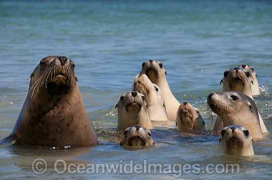 Australian Sea Lion Hopkins Island photo Australian Sea Lion Hopkins Island photo