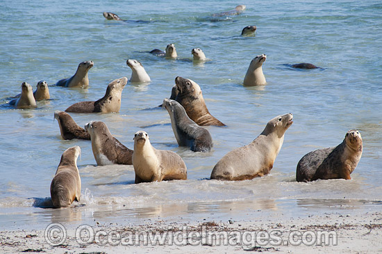 Australian Sea Lion Hopkins Island photo Australian Sea Lion Hopkins Island photo