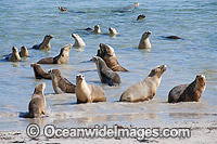 Australian Sea Lion Hopkins Island Photo - Gary Bell