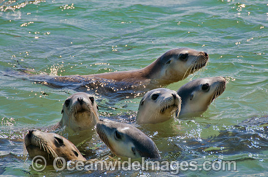Australian Sea Lion in shallows photo