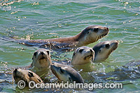 Australian Sea Lion in shallows Photo - Gary Bell