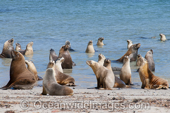Australian Sea Lion bulls in shallows photo