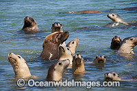 Australian Sea Lion bulls in shallows Photo - Gary Bell