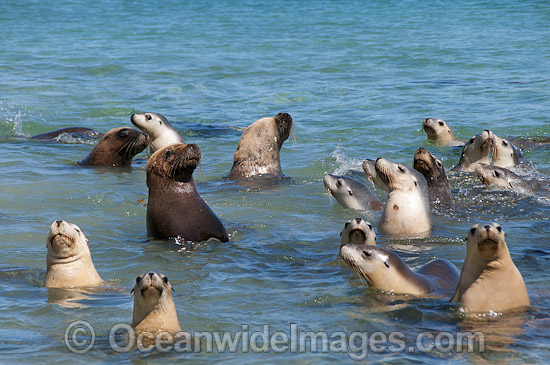 Australian Sea Lion bulls in shallows photo