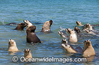Australian Sea Lion bulls in shallows Photo - Gary Bell