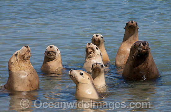 Australian Sea Lion bull in shallows photo