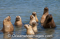 Australian Sea Lion bull in shallows Photo - Gary Bell
