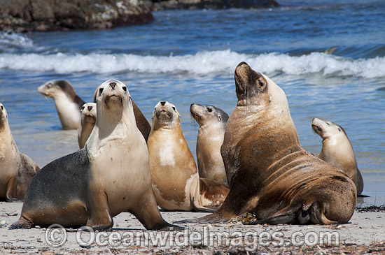 Australian Sea Lion bull on beach photo Australian Sea Lion bull on beach photo
