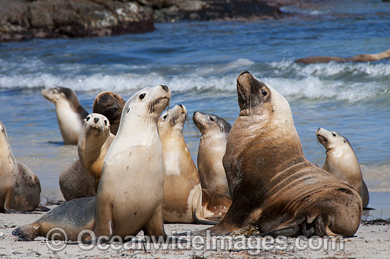 Australian Sea Lion bulls on beach photo