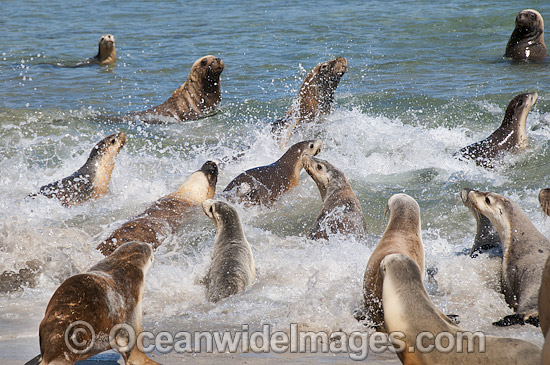 Australian Sea Lion Hopkins Island photo Australian Sea Lion Hopkins Island photo