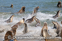 Australian Sea Lion Hopkins Island Photo - Gary Bell