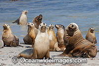 Australian Sea Lion entering sea Photo - Gary Bell