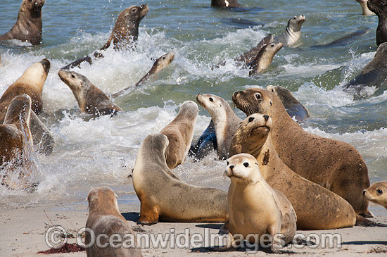 Australian Sea Lion Hopkins Island photo