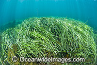 Seagrass South Australia Photo - Gary Bell