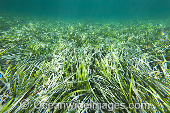 Seagrass Hopkins Island photo Seagrass Hopkins Island photo