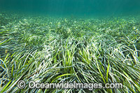 Seagrass Hopkins Island Photo - Gary Bell