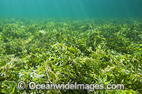 Seagrass Hopkins Island Photo - Gary Bell