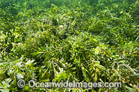 Seagrass Hopkins Island Photo - Gary Bell