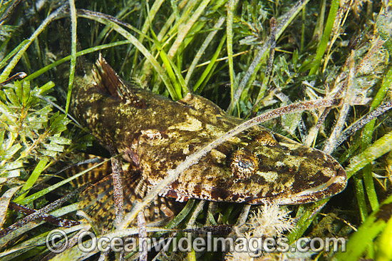 Flathead resting in Sea Grass photo Flathead resting in Sea Grass photo