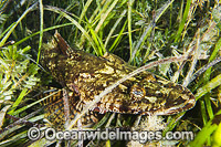 Flathead resting in Sea Grass Photo - Gary Bell