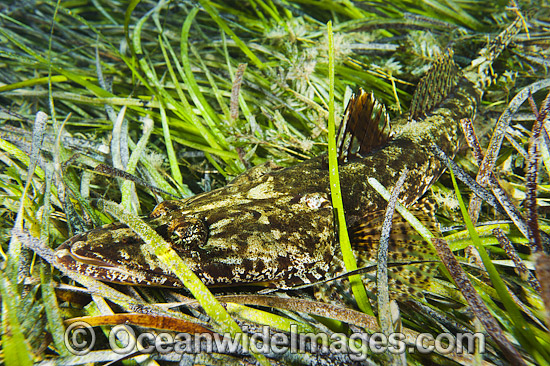 Flathead resting in Sea Grass photo Flathead resting in Sea Grass photo