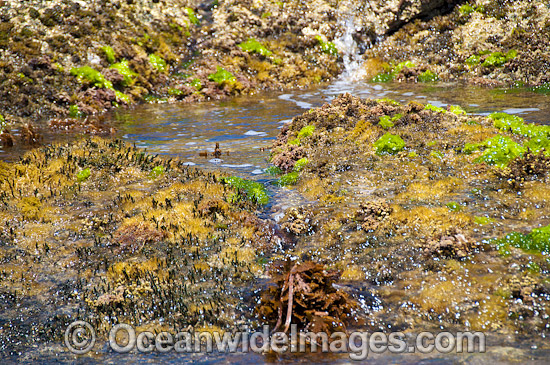 Sea Algae Hopkins Island photo Sea Algae Hopkins Island photo