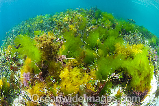 Sea Lettuce Ulva australis photo Sea Lettuce Ulva australis photo