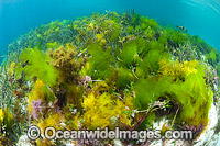 Sea Lettuce Ulva australis Photo - Gary Bell