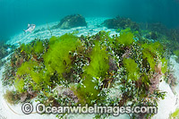 Banded Sweep amongst Sea Lettuce Photo - Gary Bell