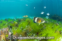 Blue-throated Wrasse and Banded Sweep Photo - Gary Bell