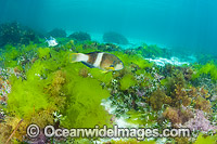 Blue-throated Wrasse and Banded Sweep Photo - Gary Bell
