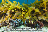 Port Jackson Shark egg cases Photo - Gary Bell