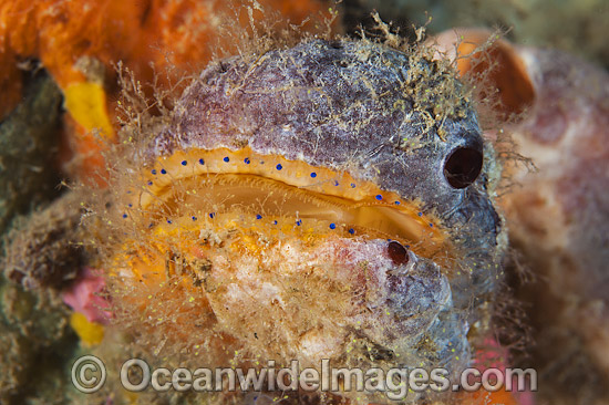 Doughboy Scallop Chlamys asperrimus photo Doughboy Scallop Chlamys asperrimus photo