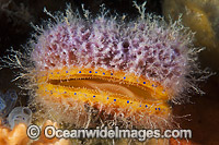 Doughboy Scallop Edithburgh Photo - Gary Bell