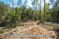 NSW Forest Logging Photo - Gary Bell