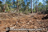 State Forest Logging Australia Photo - Gary Bell