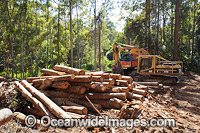 Harvested Trees and Machinery Photo - Gary Bell