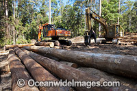 Logging Dump Site Photo - Gary Bell